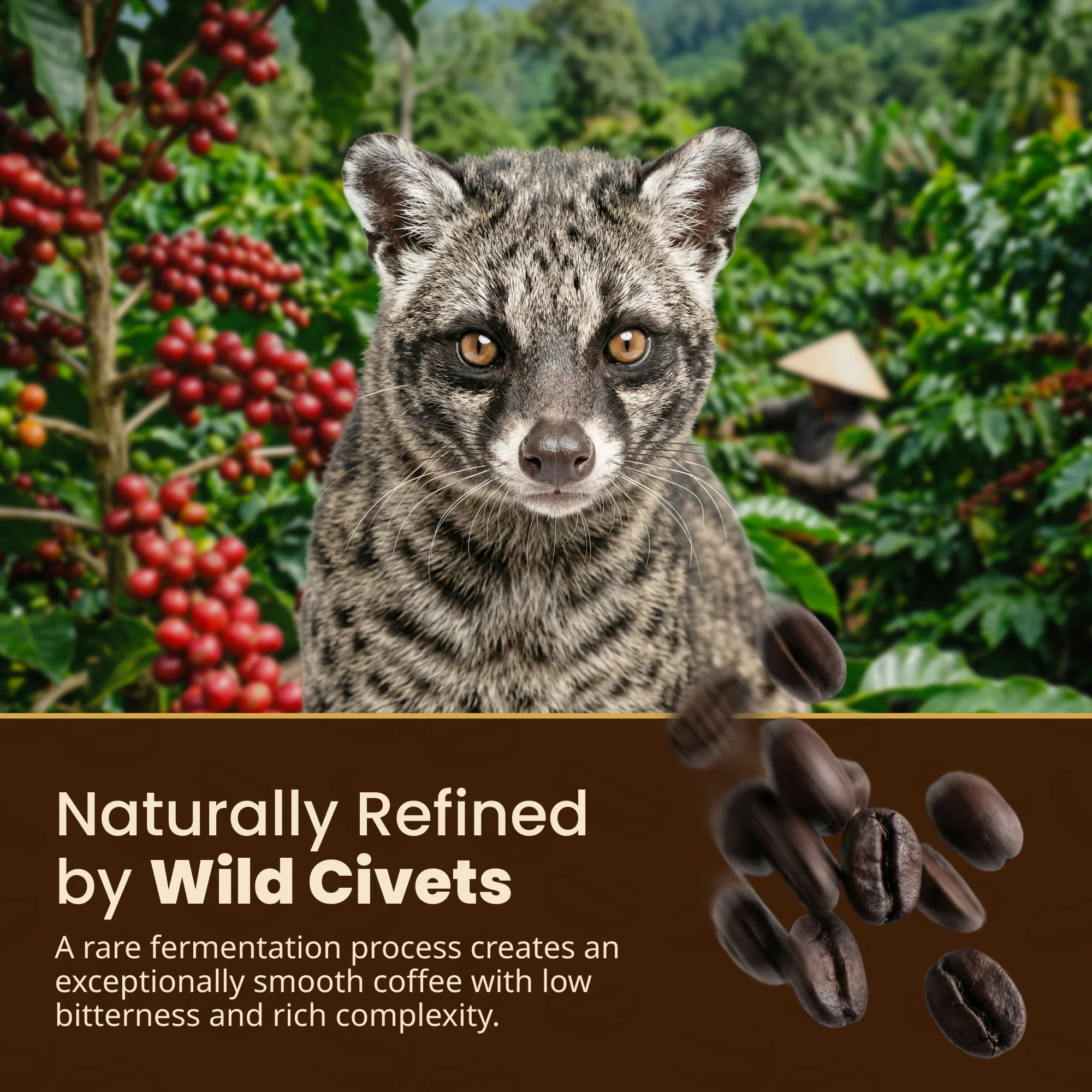Wild Kopi Luwak Dark Roast Coffee Beans photo 7